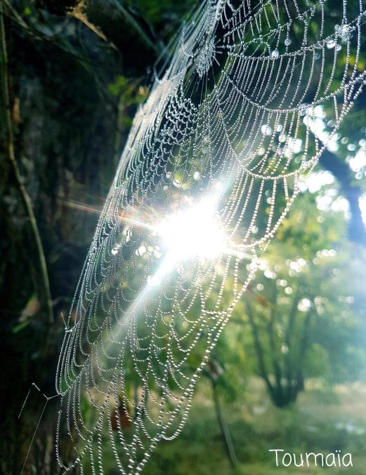 Chamanisme en forêt, rencontres avec les Esprits végétaux Chamanisme en forêt, rencontres avec les Esprits végétaux