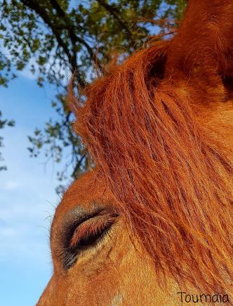 Soin énergétique pour les animaux : connection chamanique avec l'Esprit du cheval pour l'apaiser Soin énergétique pour les animaux : connection chamanique avec l'Esprit du cheval pour l'apaiser