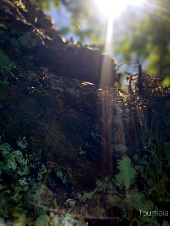 Plongée dans Nature Sacrée, au coeur de la Terre-Mère, lors d'un stage de chamanisme Plongée dans Nature Sacrée, au coeur de la Terre-Mère, lors d'un stage de chamanisme