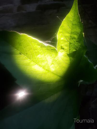 Les séances de magnétisme stimulent la force vitale, solaire Les séances de magnétisme stimulent la force vitale, solaire