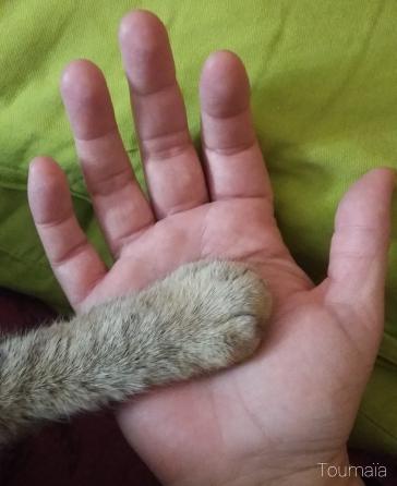 Soin chamanique énergétique auprès d'un chat Soin chamanique énergétique auprès d'un chat