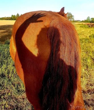 Communication avec l'Esprit du cheval, animal totem, lors d'un soin énergétique pour l'apaiser Communication avec l'Esprit du cheval, animal totem, lors d'un soin énergétique pour l'apaiser