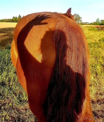 Communication avec l'Esprit du cheval, animal totem, lors d'un soin énergétique pour l'apaiser Communication avec l'Esprit du cheval, animal totem, lors d'un soin énergétique pour l'apaiser