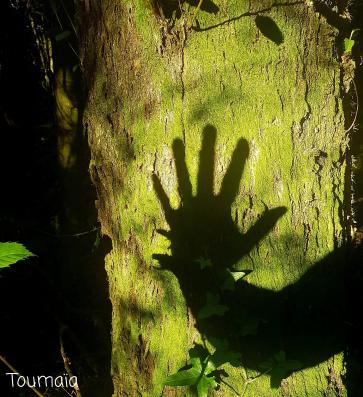 Connexion chamanique avec un arbre Sacré dans Hautes-Pyrénées : la main qui ouvre, la main qui relie Connexion chamanique avec un arbre Sacré dans Hautes-Pyrénées : la main qui ouvre, la main qui relie