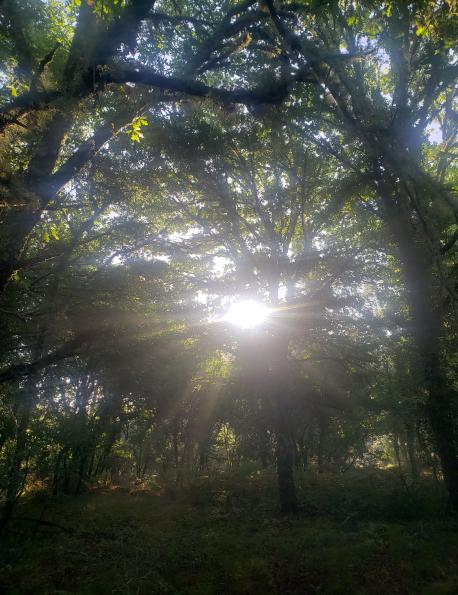 Nature Sacrée au coeur de la forêt des Landes lors d'un stage de chamanisme Nature Sacrée au coeur de la forêt des Landes lors d'un stage de chamanisme