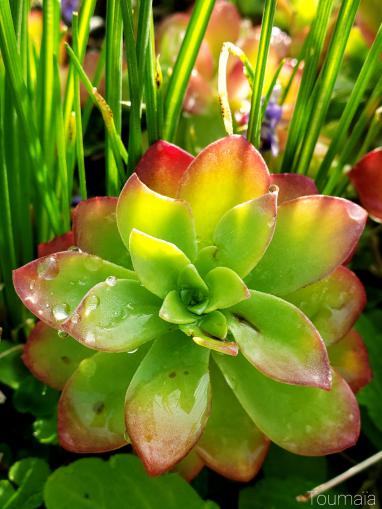 Equinoxe de printemps, emplie de Vie Equinoxe de printemps, emplie de Vie