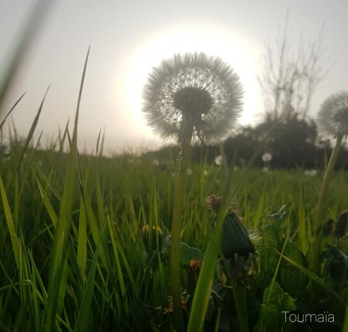 S'ouvrir à la Lumière du soleil levant S'ouvrir à la Lumière du soleil levant