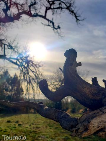 Rituel chamanique pour Yule, le solstice d'hiver, dans la forêt des Landes Rituel chamanique pour Yule, le solstice d'hiver, dans la forêt des Landes