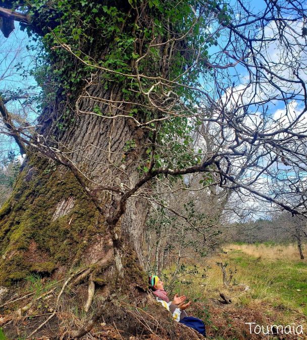 Rencontre avec un arbre vénérable lors d'un stage de chamanisme