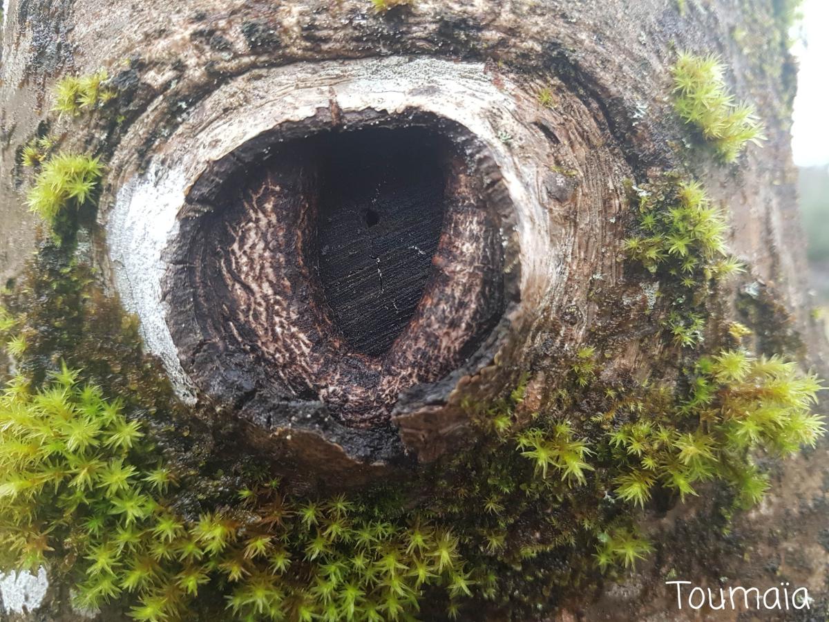 Stages de chamanisme dans les Hautes-Pyrénées : Esprit de la Nature, arbre vénérable