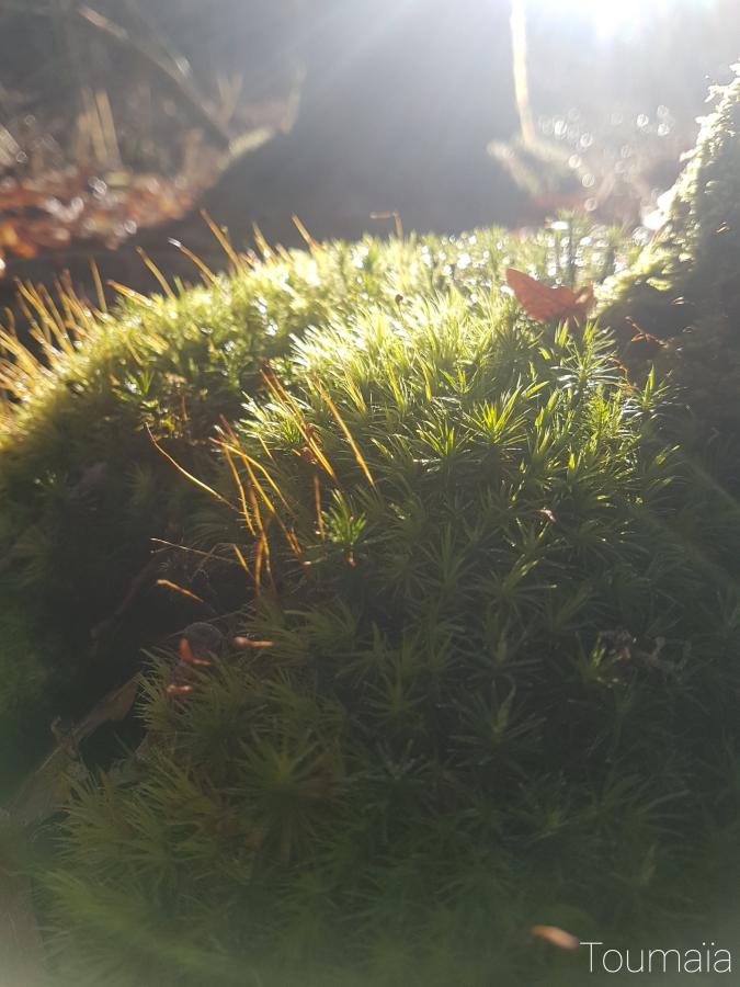 Stage de chamanisme dans les Hautes-Pyrénées : Nature Sacrée dans la forêt